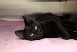 Found/Stray Male Cat last seen Falconridge Blvd and Falworth Rd NE, Calgary, AB T3J 1E8