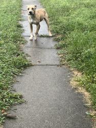 Found/Stray Unknown Dog last seen Up and down the street, Cincinnati, OH 45216