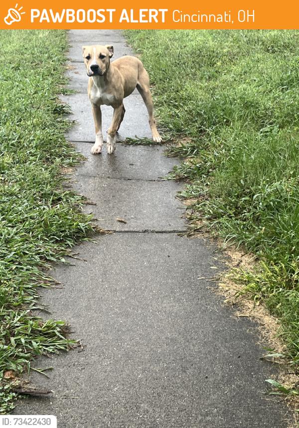 Found/Stray Unknown Dog last seen Up and down the street, Cincinnati, OH 45216