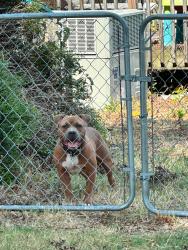Found/Stray Male Dog last seen County line rd, Harnett County, NC 27521