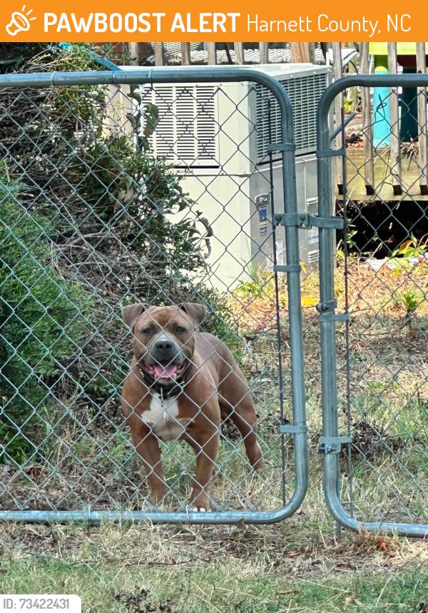 Found/Stray Male Dog last seen County line rd, Harnett County, NC 27521