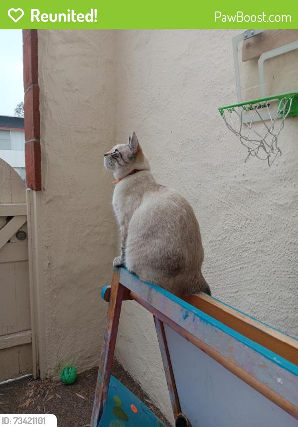 Reunited Female Cat last seen Loma Riviera Ln, San Diego, CA 92110, USA, San Diego, CA 92110