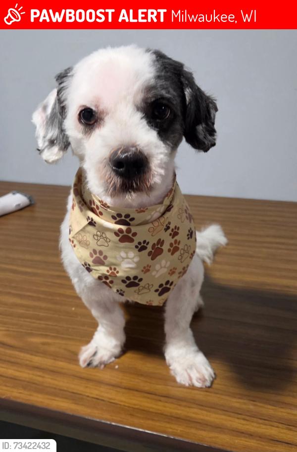 Lost Male Dog last seen Near N 30th street Milwaukee Wisconsin 53216, Milwaukee, WI 53216