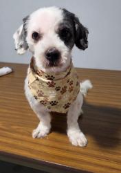 Lost Male Dog last seen Near N 30th street Milwaukee Wisconsin 53216, Milwaukee, WI 53216