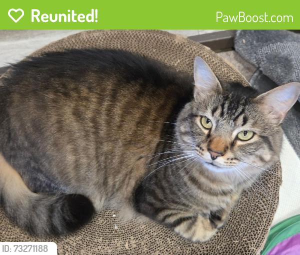 Reunited Male Cat last seen Granite Hill Campground, Gettysburg, PA 17325