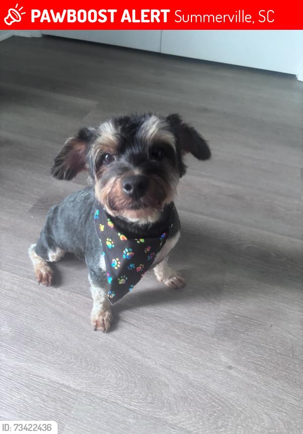 Lost Male Dog last seen Bee Tree Blvd, Summerville, SC 29486