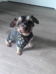Lost Male Dog last seen Bee Tree Blvd, Summerville, SC 29486
