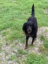 Lost Male Dog last seen Radio tower US 40 west Terre Haute Indiana, US-40,  65274
