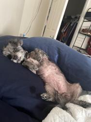 Reunited Female Dog last seen blue oaks and sunset, Rocklin, CA 95765