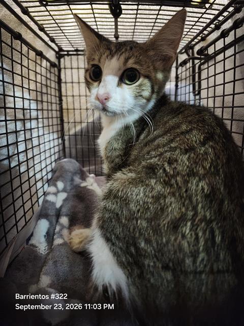 Shelter Stray Male Cat last seen Near BLOCK WOODS END DR, 4710 TX-151, San Antonio, TX 78227, USA
