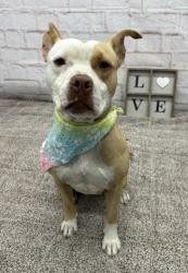 Shelter Stray Female Dog last seen Near BLOCK WOODINGHAM DR, DETROIT MI 48221, 1431 E Ferry St, Detroit, MI 48211, USA