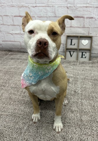 Shelter Stray Female Dog last seen Near BLOCK WOODINGHAM DR, DETROIT MI 48221, 1431 E Ferry St, Detroit, MI 48211, USA