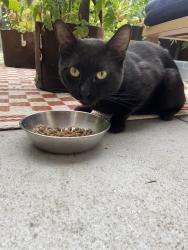 Found/Stray Male Cat last seen École secondaire Georges-Vanier, Montréal, QC H2E 1X7