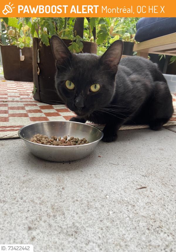 Found/Stray Male Cat last seen École secondaire Georges-Vanier, Montréal, QC H2E 1X7