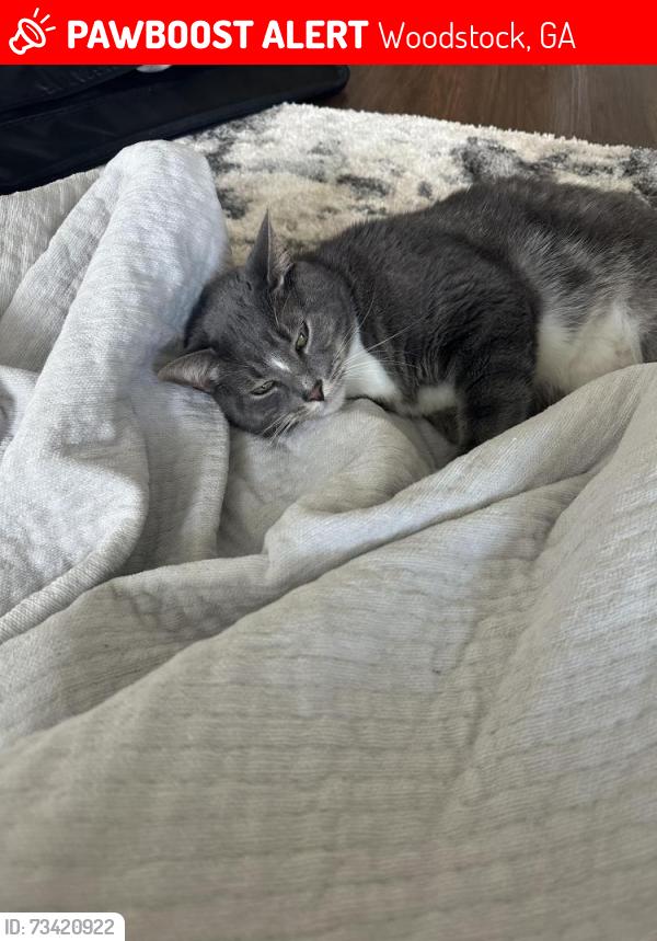Lost Female Cat last seen Bells ferry and Victoria crossing, Woodstock, GA 30189