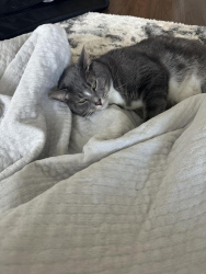 Lost Female Cat last seen Bells ferry and Victoria crossing, Woodstock, GA 30189