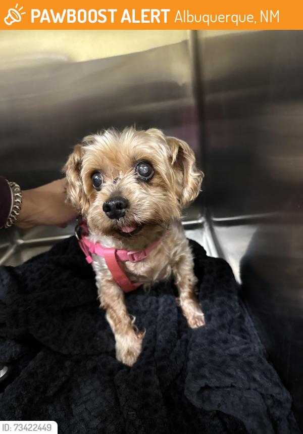 Found/Stray Male Dog last seen Central and Carlisle, Albuquerque, NM 87106