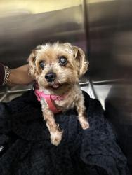 Found/Stray Male Dog last seen Central and Carlisle, Albuquerque, NM 87106