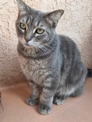 Reunited Female Cat last seen Snow Dr & Bonnie Beach, Los Angeles, CA 90063