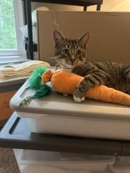 Found/Stray Male Cat last seen Old Chapel Hill Road and Garrett Road, Durham, NC 27707