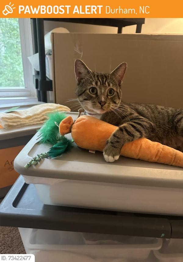 Found/Stray Male Cat last seen Old Chapel Hill Road and Garrett Road, Durham, NC 27707