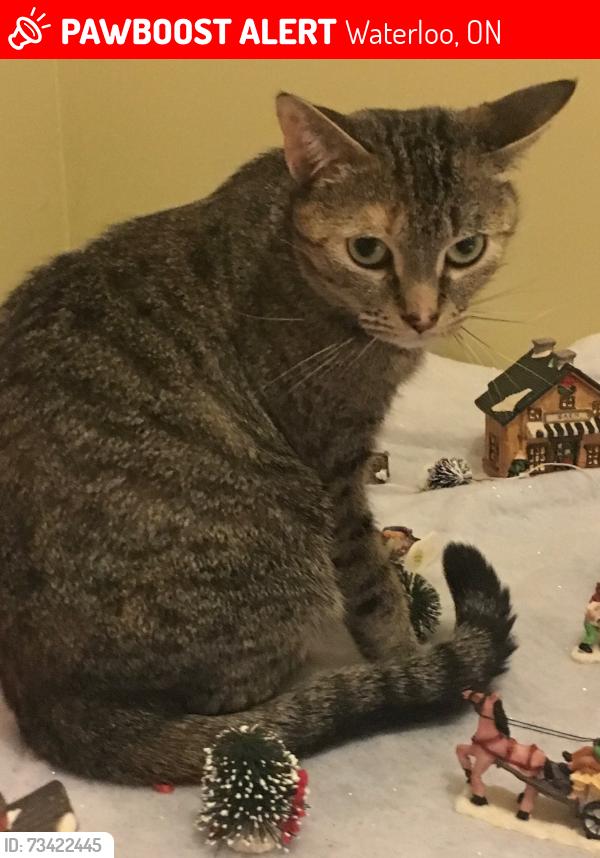 Lost Female Cat last seen Regency Park side of Roxton, possible sighting on Clair Creek Link, Waterloo, ON 