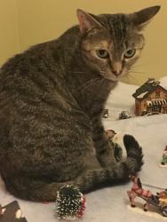Lost Female Cat last seen Regency Park side of Roxton, possible sighting on Clair Creek Link, Waterloo, ON 