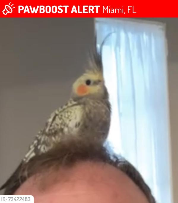 Lost Female Bird last seen NE 4th court and NE 74th street, Miami, FL 33138
