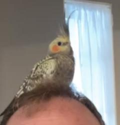 Lost Female Bird last seen NE 4th court and NE 74th street, Miami, FL 33138