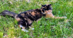 Reunited Female Cat last seen Highland Street, Berlin, MA 01503