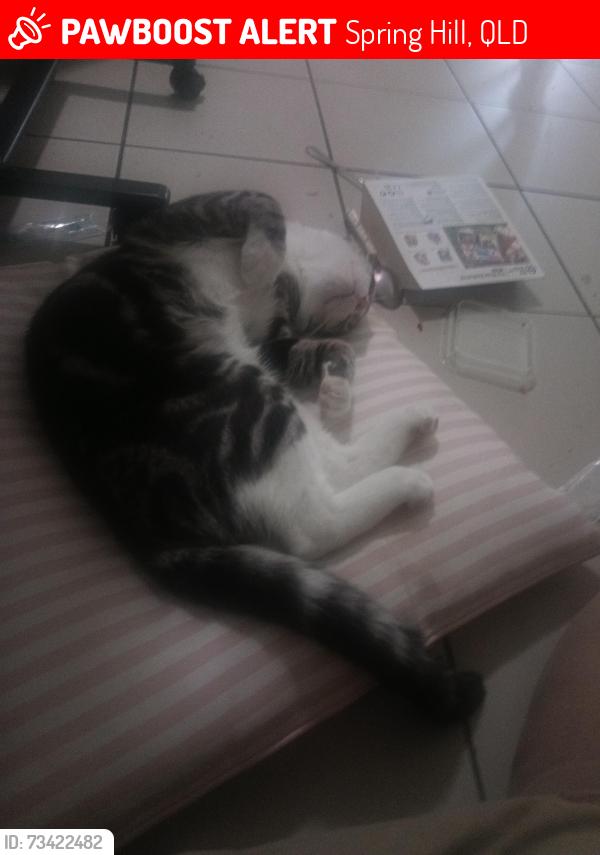 Lost Male Cat last seen Across road from Wesley mission? One block from fortitude valley train station, Spring Hill, QLD 4000