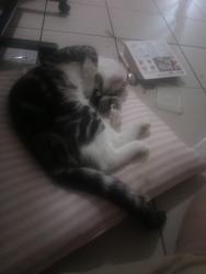 Lost Male Cat last seen Across road from Wesley mission? One block from fortitude valley train station, Spring Hill, QLD 4000