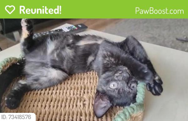 Reunited Female Cat last seen Culpepper park, Greater London, England 