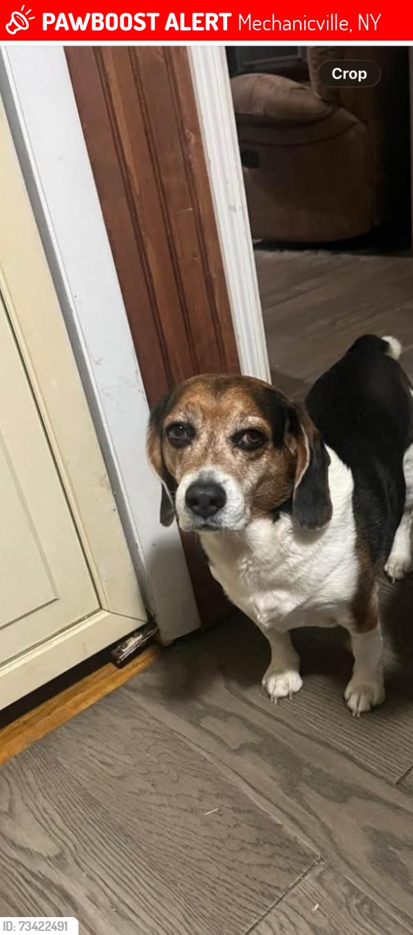 Lost Male Dog last seen Walnut street mechanicvillle, Mechanicville, NY 12118