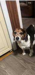 Lost Male Dog last seen Walnut street mechanicvillle, Mechanicville, NY 12118
