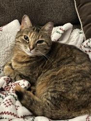 Lost Female Cat last seen West of Reynolds, Reynolds, ND 58275
