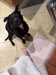 Found/Stray Female Dog last seen Del Pado and North of Coronado, Cape Coral, FL 33904