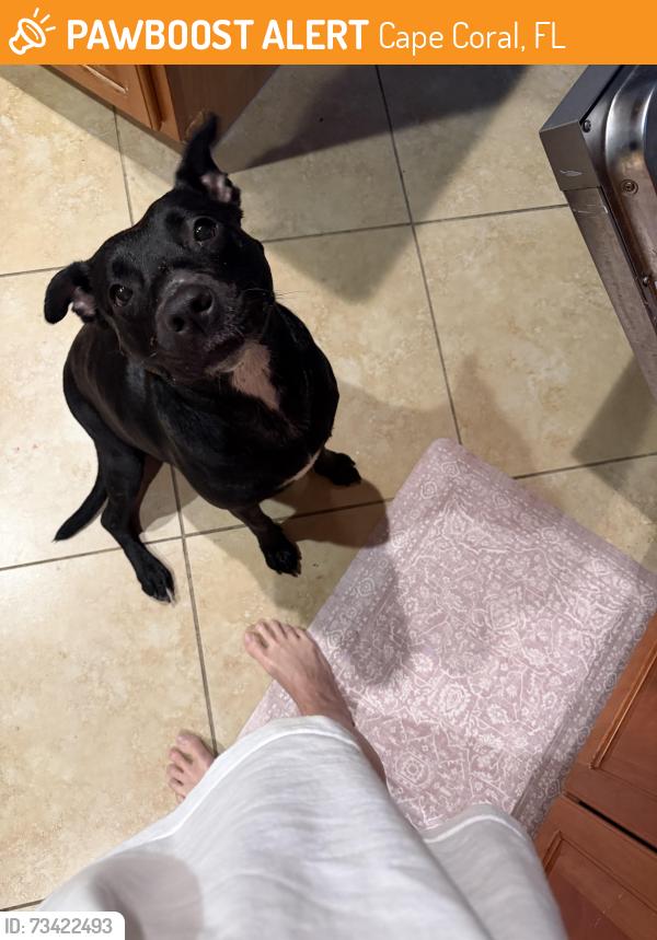 Found/Stray Female Dog last seen Del Pado and North of Coronado, Cape Coral, FL 33904