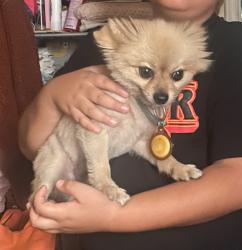 Reunited Male Dog last seen Witmer St. and Miramar St., Los Angeles, CA 90026