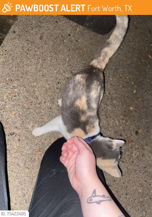 Found/Stray Female Cat last seen Near middle school, Fort Worth, TX 76133