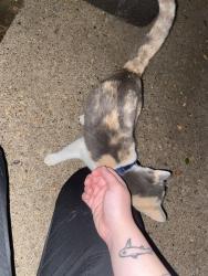 Found/Stray Female Cat last seen Near middle school, Fort Worth, TX 76133
