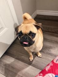 Reunited Unknown Dog last seen Carnaby St, Corpus Christi, TX 78415, USA, Corpus Christi, TX 78415