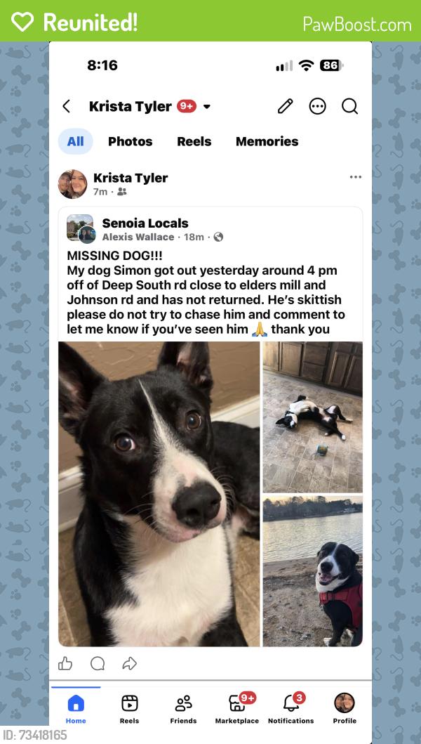 Reunited Male Dog last seen Johnson rd and elders mill rd, Coweta County, GA 30276