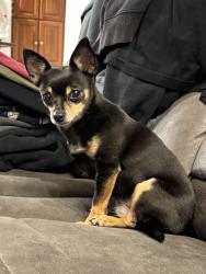 Lost Female Dog last seen 62nd Ave E and 160th St E. 160th St E off of Canyom Rd, Frederickson, WA 98375