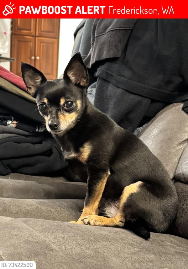 Lost Female Dog last seen 62nd Ave E and 160th St E. 160th St E off of Canyom Rd, Frederickson, WA 98375