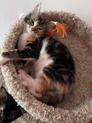 Lost Female Cat last seen Montgomery middle school, San Diego, CA 92111