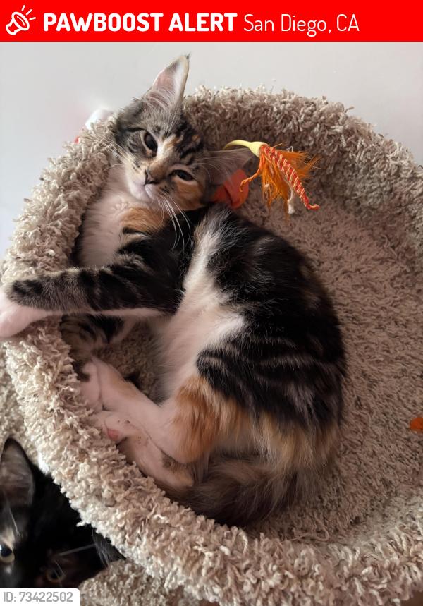 Lost Female Cat last seen Montgomery middle school, San Diego, CA 92111