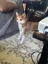 Reunited Female Dog last seen Jiles rd and Main Street kennesaw, Kennesaw, GA 30144