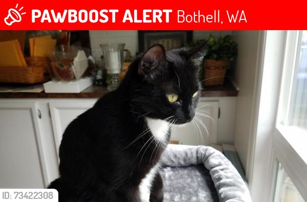 Lost Female Cat last seen 228th St and 31st in Canyon Park, Bothell, Bothell, WA 98021