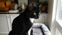 Lost Female Cat last seen 228th St and 31st in Canyon Park, Bothell, Bothell, WA 98021